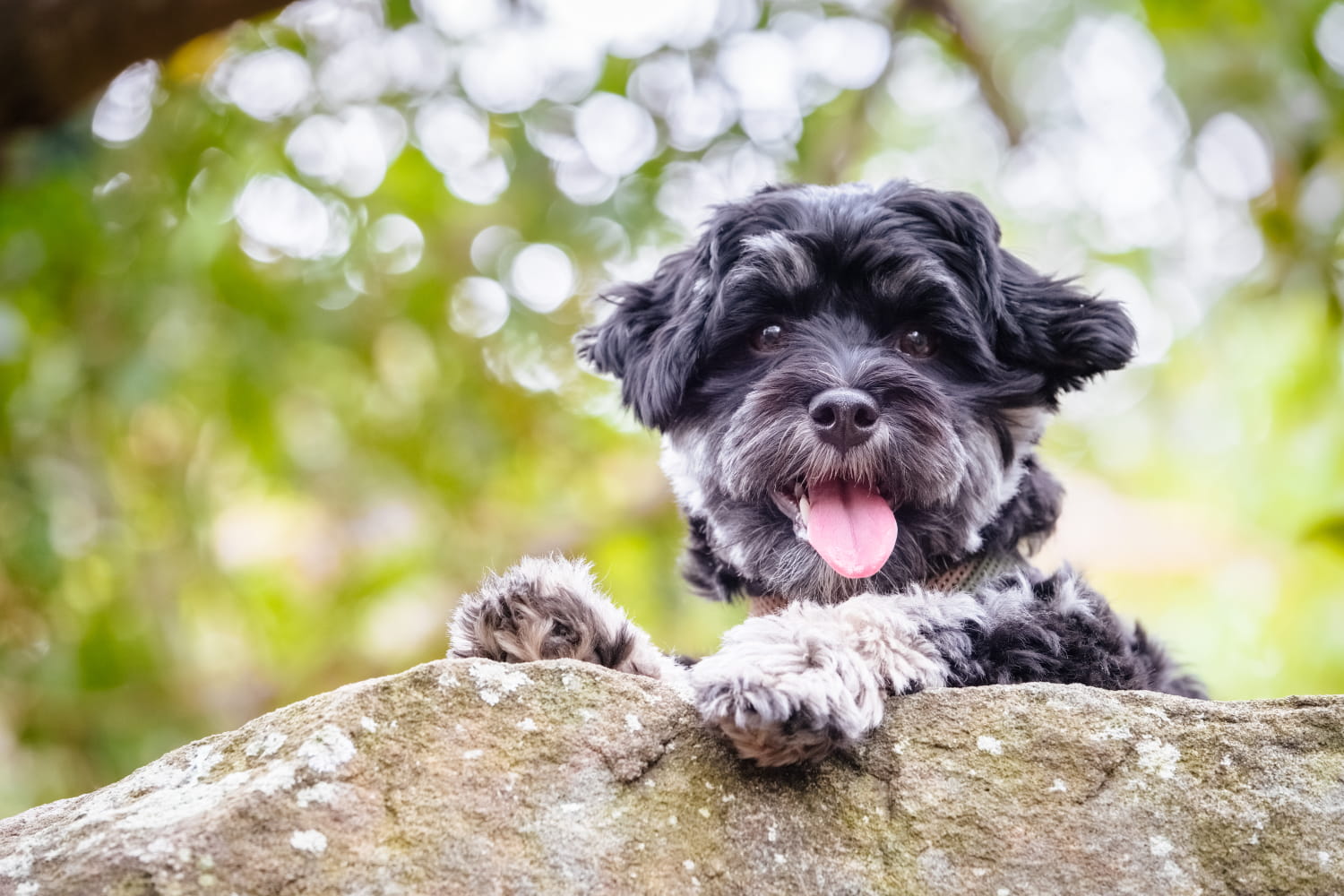 Junior at Balls Head Reserve